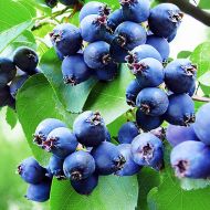 Саженец Ирга канадская Smokey в контейнере